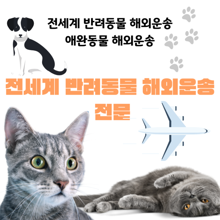 반려동물 해외운송 강아지 고양이 공항 출국 검역 몽골