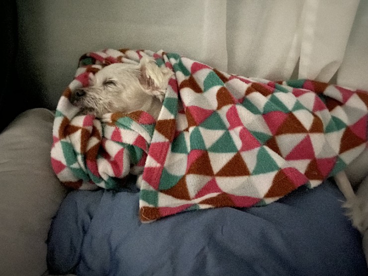  우리집 강아지 귀염둥이 반려견 스게일링 했습니다