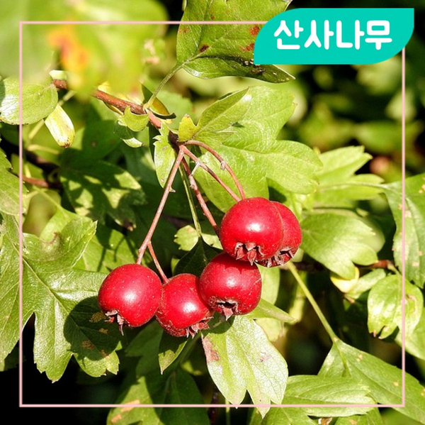 산사춘에 들어가는 식물은 산사나무이다?