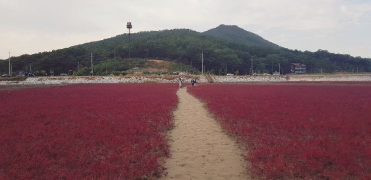  석모도 칠면초 군락지 위치