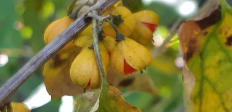 노박덩굴 열매의 효능, 판매