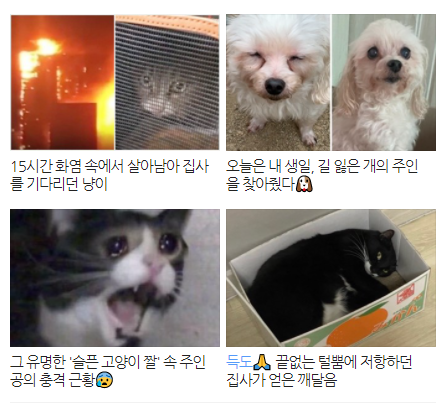 슬픈고양이짤 주인공 Inkky가 9월28일 생을 마감했어요. : 네이버 블로그
