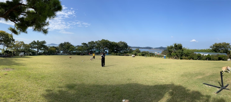 태안 안면도 바다가쓴시 애견동반펜션 코기친구들 모여라 태안 안면도 바다가쓴시 애견동반펜션 코기친구들 모여라