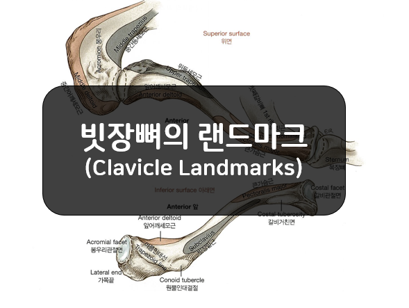  빗장뼈의 랜드마크(Clavicle Landmarks)!!