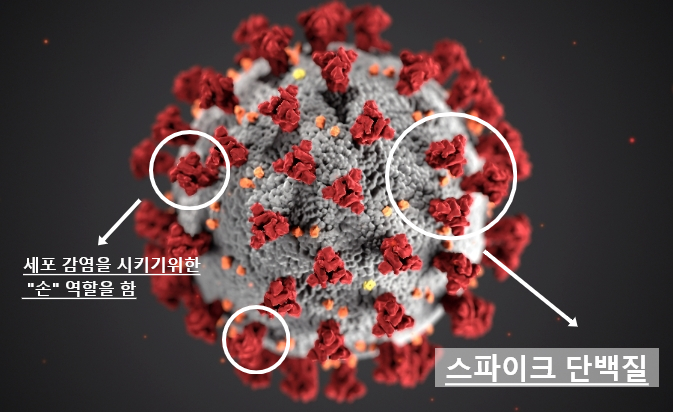  코로나에 대한 가짜뉴스_저널리즘J (바늘로 찔러도 안 죽는 바이러스?)