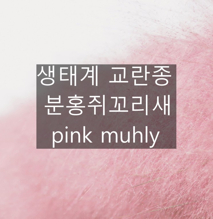 생태계 교란종 분홍쥐꼬리새 pink muhly