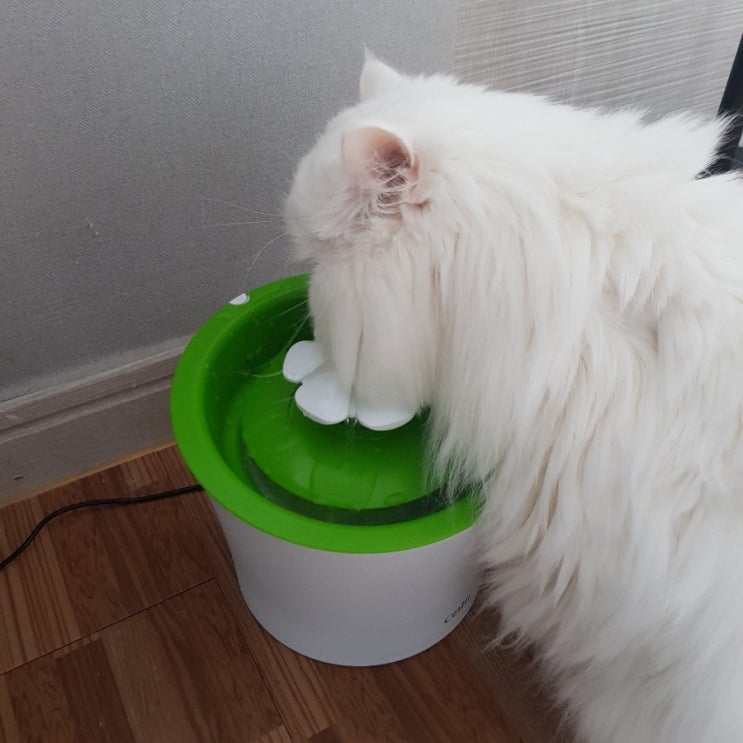  고양이 물 먹이기
