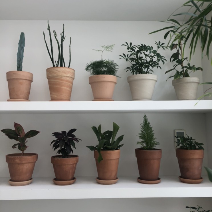 위례 감성뿜뿜 식물가게 위로꽃식물