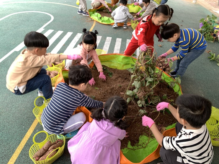  아기농부들의 고구마 수확체험 ( 농부 리더십)