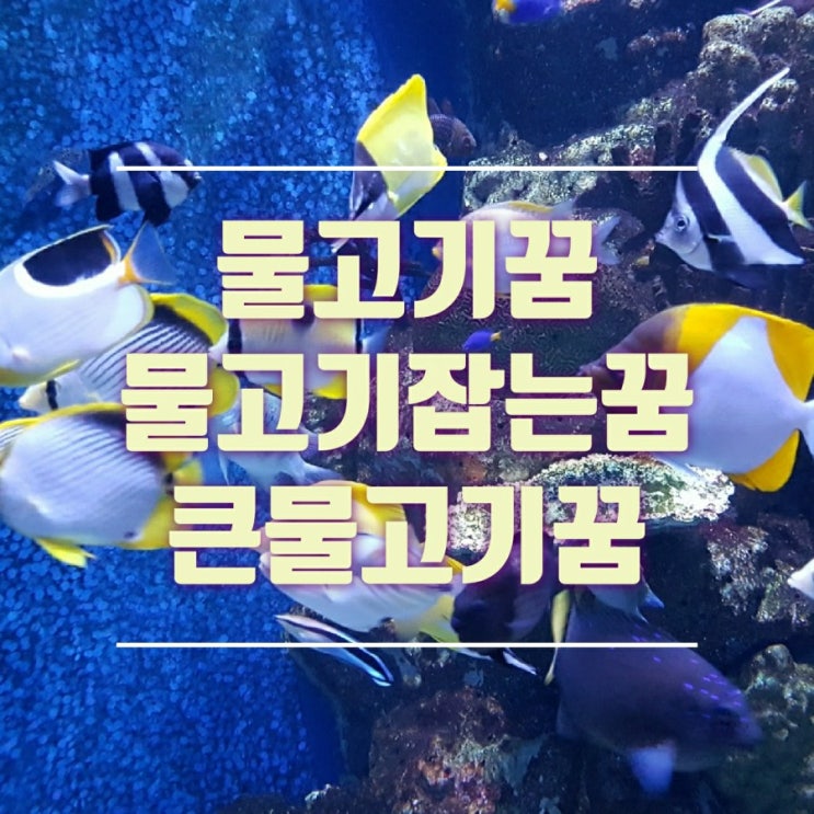  물고기 잡는 꿈 비단잉어꿈 물고기가 뛰어오르는 꿈