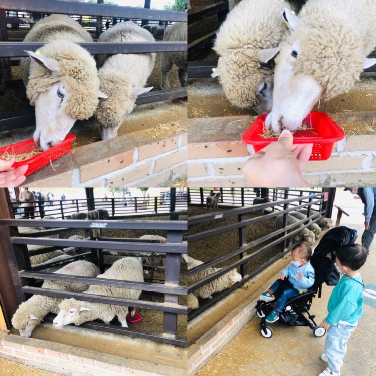  [46개월, 19개월] 외출에 신난 우형제~ 아이와 가볼만한 곳 : 안성 팜랜드.