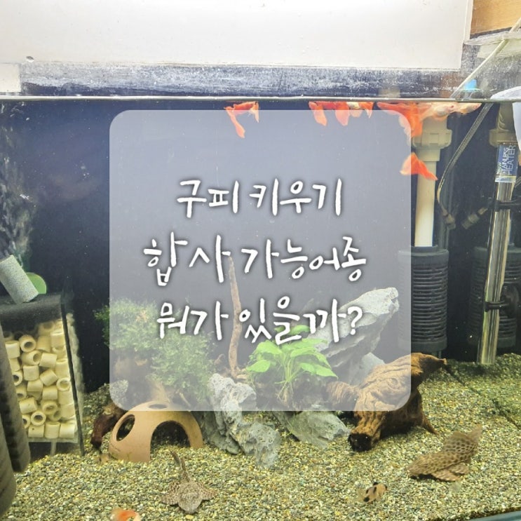 구피 합사 가능 어종 알아보기(청소물고기 비파, 코리) 구피 합사 가능 어종 알아보기(청소물고기 비파, 코리)