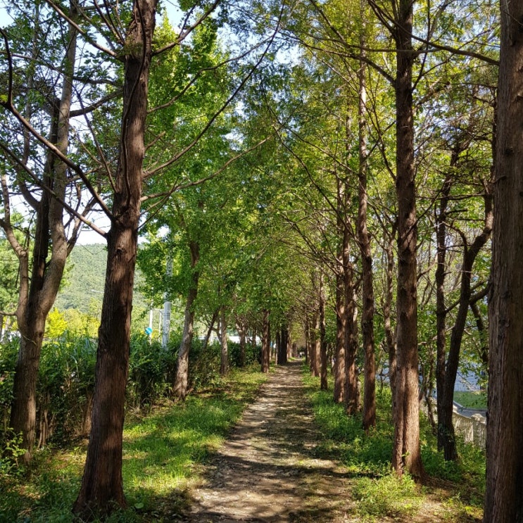  <부산여행> 부산가볼만한곳 : 부산속 메타세콰이어길 고흐의길 (부산환경공단)
