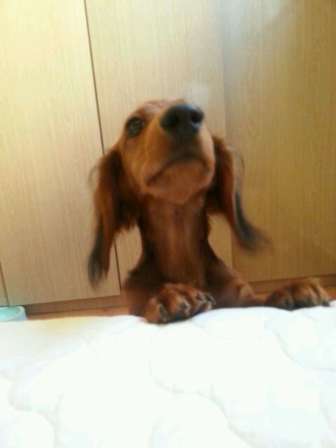  멍뭉스 6