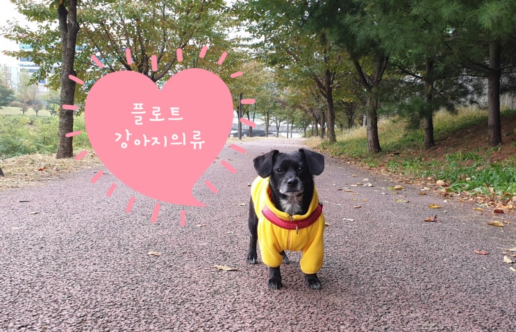 플로트 후리스 집업 강아지옷 겨울까지 매일 입어볼까 플로트 후리스 집업 강아지옷 겨울까지 매일 입어볼까