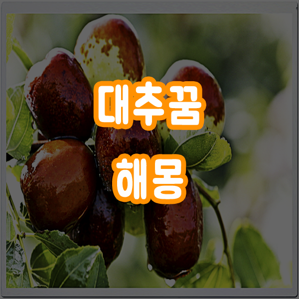  대추꿈 대추따는꿈 대추먹는꿈 해몽