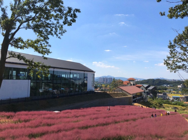  [] 주말 추천 일상ఌ with 핑크뮬리