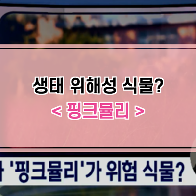SNS 스타 핑크뮬리가 위해성 식물? SNS 스타 핑크뮬리가 위해성 식물?