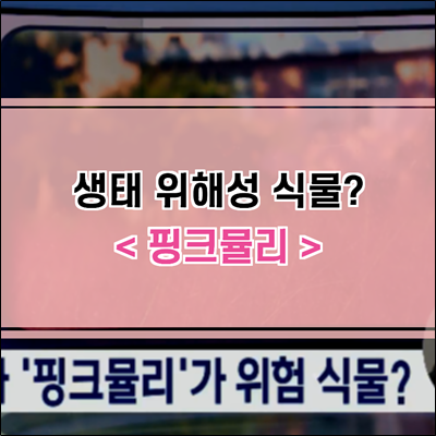 SNS 스타 핑크뮬리가 위해성 식물?