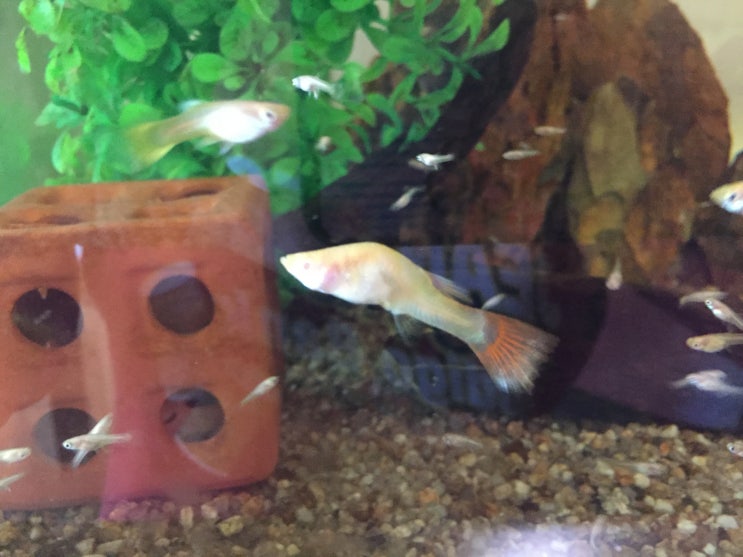  굿바이! 알비노풀레드  Guppy's Last Appearance