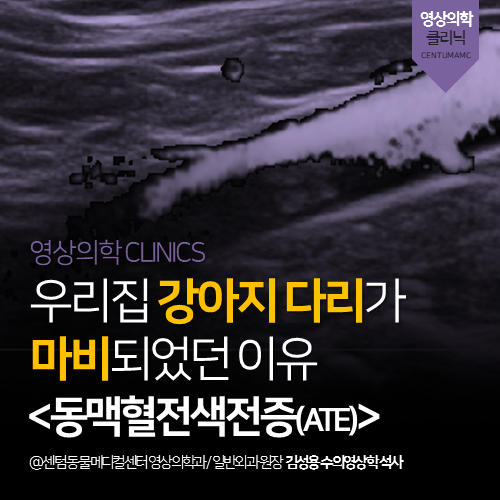  [영상진단전문] 강아지 다리 마비 <동맥혈전색전증, ATE> (부산 365일 동물병원)