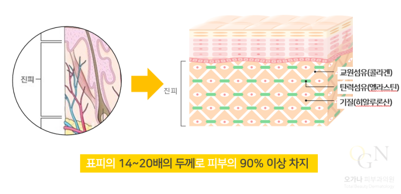 피부의 구조(표피, 진피, 피하조직) | 피부과전문의 오가나 : 네이버 블로그