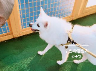  강아지 발톱 쉽게 깎이는 방법(+슬개골 탈구를 예방하는 발바닥 보호밤 내돈내산 찐찐 사용 후기)