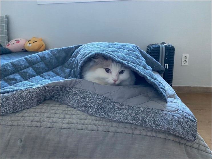  랙돌 고양이 미미는 이불을 좋아해요