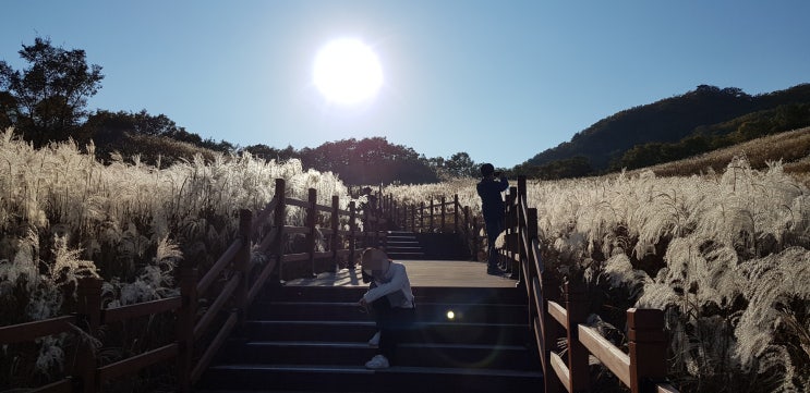  [갈대와 억새의 차이점] 미국산 핑크뮬리말고 우리나라 갈대! 저 갈대길 걸으러 갈거예요 :) 여기 부산 명지 옆 을숙도 생태공원 낙동강 에코센터가 있으니까요! :)