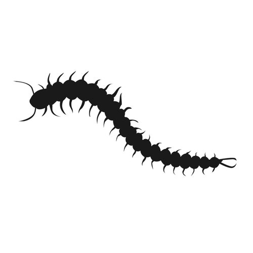 지네퇴치약으로 집지네잡는법