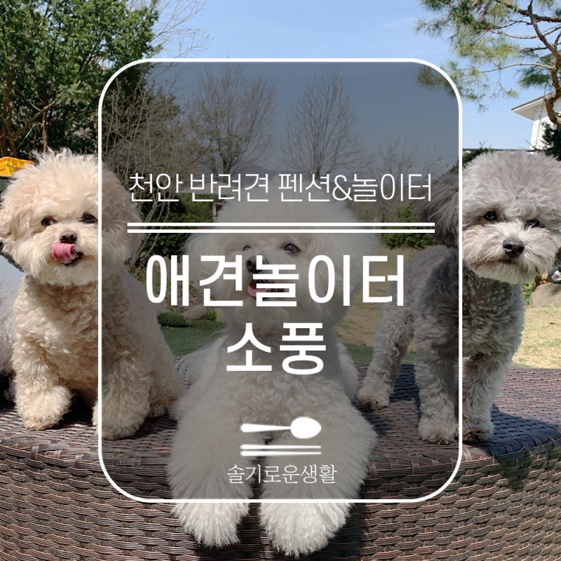 애견놀이터소풍