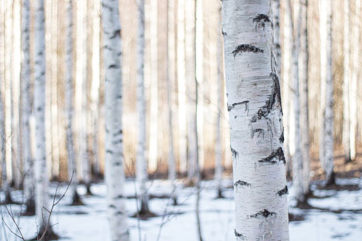 겨울에 내린 눈과 더불어 특색있는 경관을 연출하는 강원도 인제  자작나무 숲의 인기 비결은?