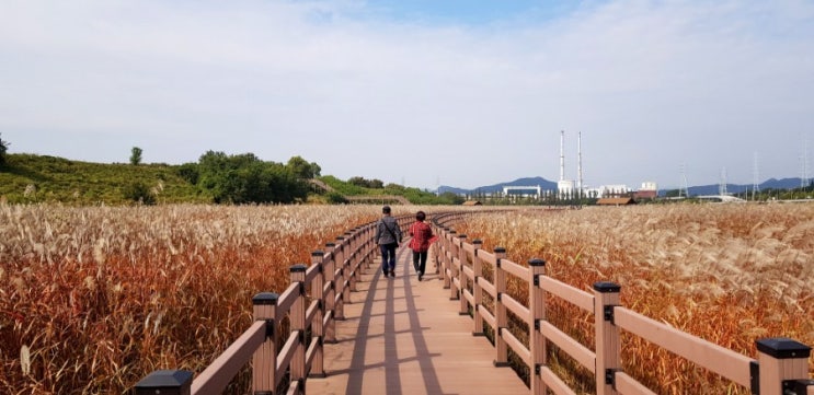  대구 명소 데이트 코스, 달성습지(대명유수지, 생태학습관, 갈대, 억새)