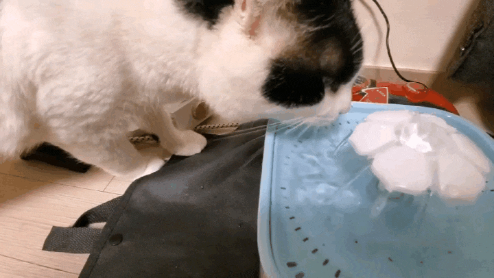 오구구정수기 : 고양이 음수량 걱정날리기(내돈내산)