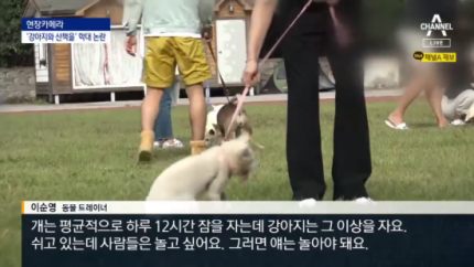 2만원 내면 새끼강아지 대여산책 안성시 풍산개산책 2만원 내면 새끼강아지 대여산책 안성시 풍산개산책