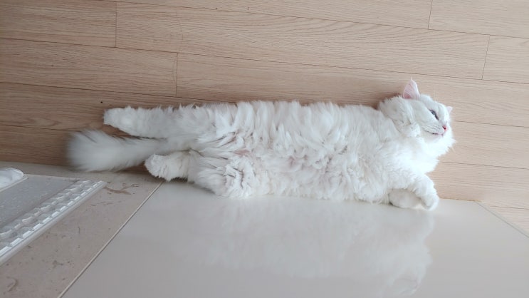  고양이 뱃살은 사랑입니다