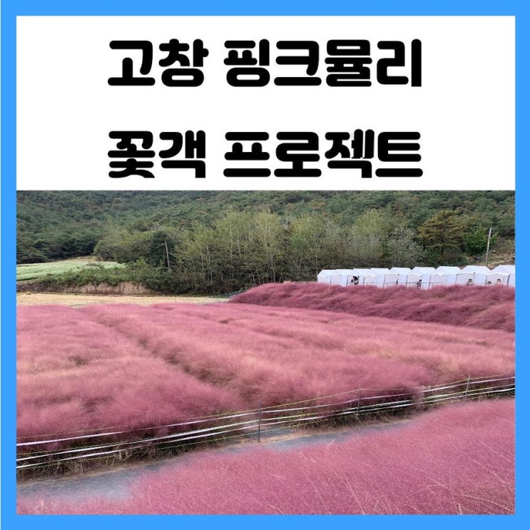 광주 근교 전북 고창 핑크뮬리 꽃객프로젝트 핑크 물결 너무 예뻐요