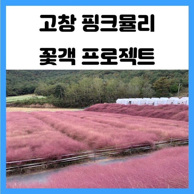 광주 근교 전북 고창 핑크뮬리 꽃객프로젝트 핑크 물결 너무 예뻐요 광주 근교 전북 고창 핑크뮬리 꽃객프로젝트 핑크 물결 너무 예뻐요