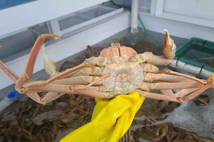  부산 대게 포장 수산명가 연일점 시세 및 상품