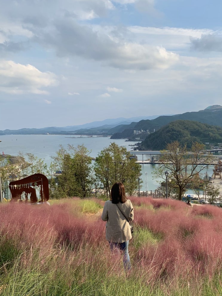  삼척 가볼만한곳. 핑크뮬리원. 가는 길. 소소하게 핑크뮬리 즐기기 (절대 큰 기대는 하지말기)