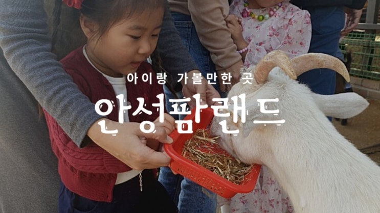 안성팜랜드 유모차로 아이랑 갈만한 곳(입장료,돗자리 도시락 가능,먹이주기체험,핑크뮬리)