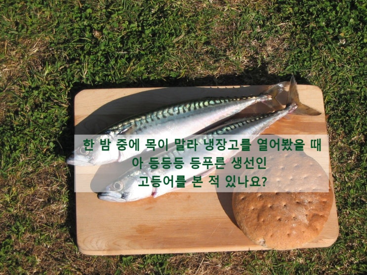  몸에 좋은 불포화지방산 가득한 고등어! 노르웨이 간 고등어 살로 맛도 영양도 챙겨요!