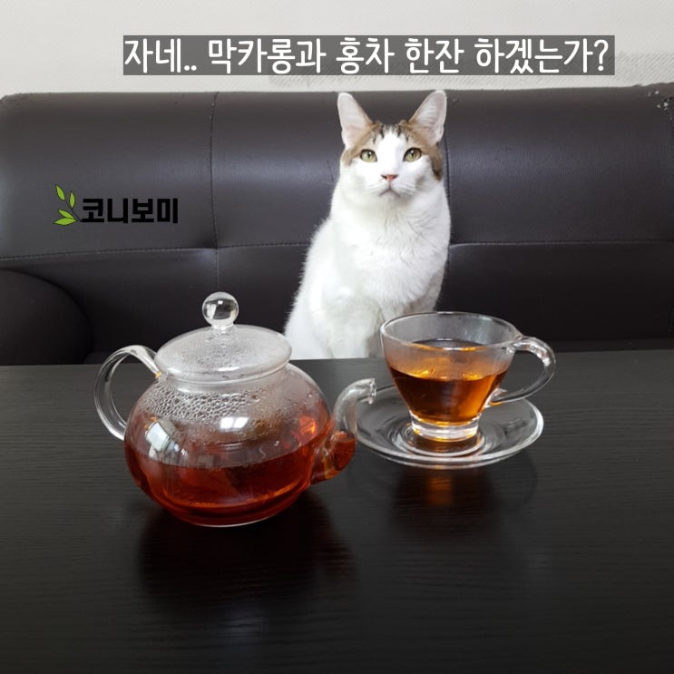 코니보미 일상 1015+ 알코롱 마카롱 코니보미 일상 1015+ 알코롱 마카롱