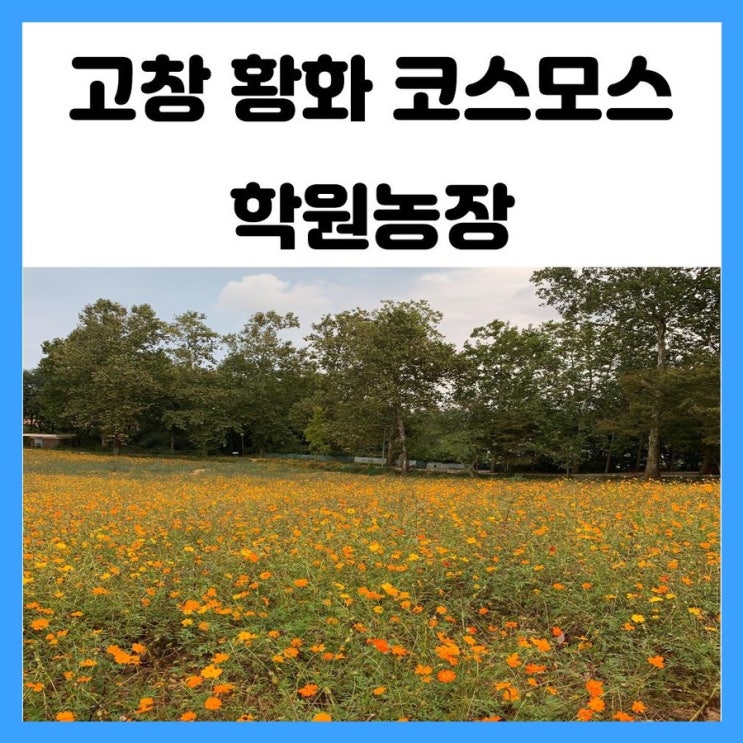 광주 근교 고창 황화 코스모스 와 해바라기 노랑 빛 물결 학원농장