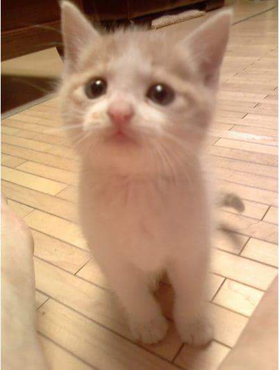  길고양이 코리아 숏헤어