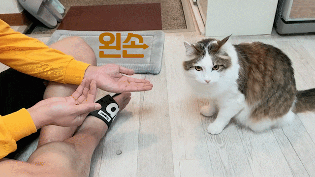 사료맛집 후새 고단백고양이사료 사료맛집 후새 고단백고양이사료