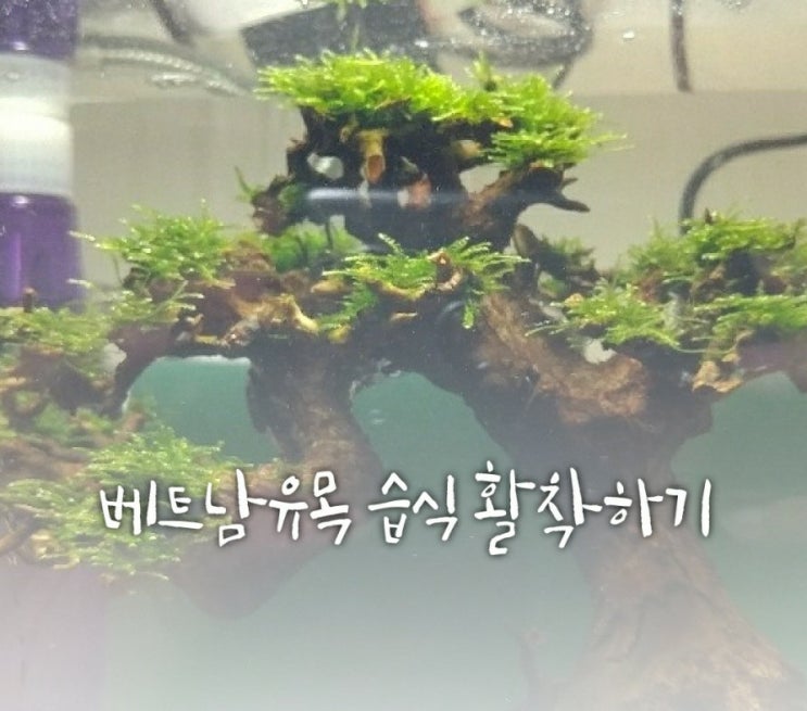 베트남 유목 습식 활착 - 어항 꾸미기 레이아웃 베트남 유목 습식 활착 - 어항 꾸미기 레이아웃