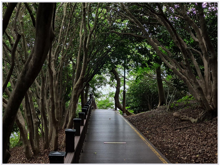  콩콩이타로똑똑 - 전화 타로 상담 받아보세요
