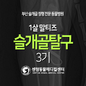 [케이스 소개] 1살 / 말티즈 / 슬개골 탈구 / 3기 (부산 정형 수술 전문 동물병원 센텀동물메디컬센터)