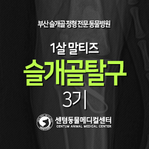  [케이스 소개] 1살 / 말티즈 / 슬개골 탈구 / 3기 (부산 정형 수술 전문 동물병원 센텀동물메디컬센터)